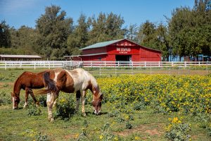 The Stables